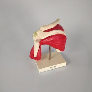 Vintage Anatomisches Modell Schulter & Brustmuskeln – Voltaren Werbemodell Medizinische Lehrhilfe Antik