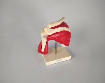 Vintage Anatomisches Modell Schulter & Brustmuskeln – Voltaren Werbemodell Medizinische Lehrhilfe Antik