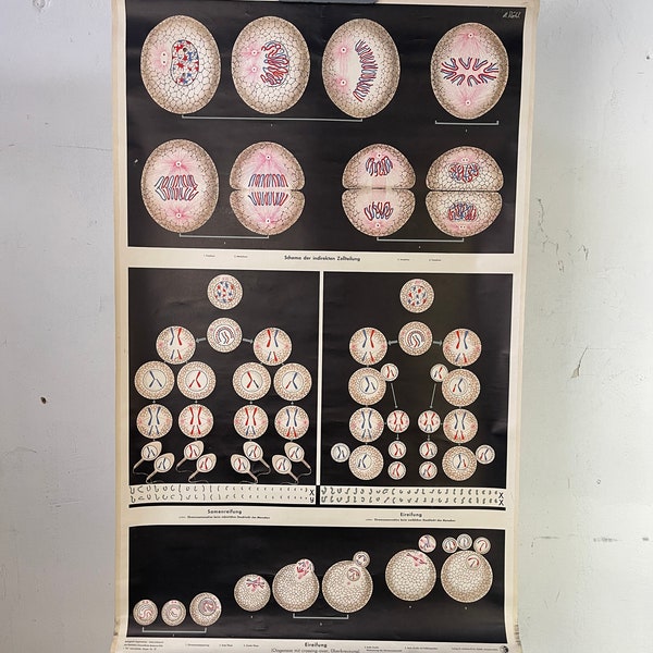 Human Mitosis, Oogenesis, Spermatogenesis: Pull down Diagramm Lehrplakat Lehrtafel Biologie Wandbild vintage