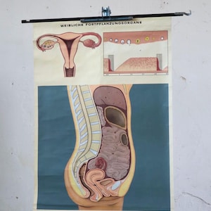 May include: A vintage medical chart on a rolling stand showing a diagram of the female reproductive organs. The chart is titled "Weibliche Fortpflanzungsorgane" in German, which translates to "Female Reproductive Organs".