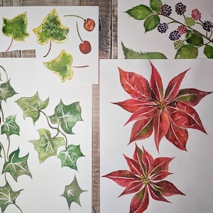May include: Watercolor paintings of botanical subjects, including ivy leaves, cherries, blackberries, and poinsettias. The artwork features detailed renderings of the plants with a focus on color and texture, displayed on white paper.