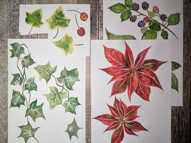 May include: Watercolor paintings of botanical subjects, including ivy leaves, cherries, blackberries, and poinsettias. The artwork features detailed renderings of the plants with a focus on color and texture, displayed on white paper.