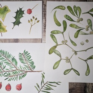 May include: Watercolor illustrations of various botanical elements, including ivy, holly, mistletoe, and evergreen branches with red berries. The artwork is on white paper, with a wooden background.