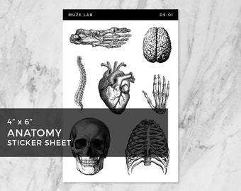 Anatomy Sticker Sheet