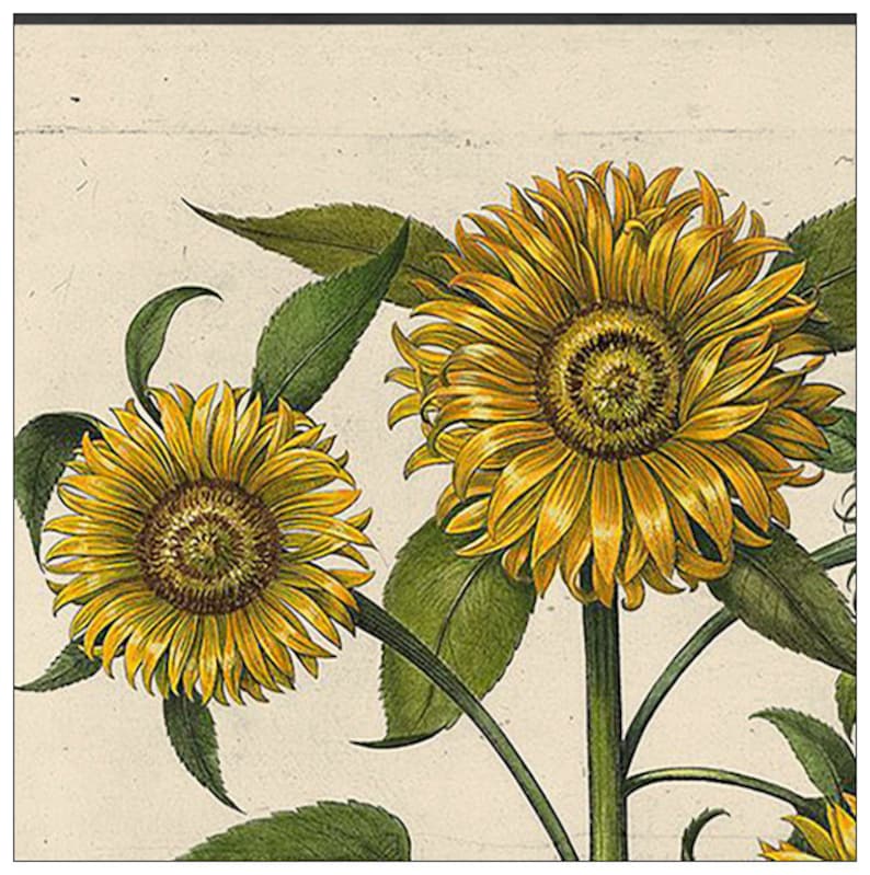 Vintage Botanical Print 36x48 and 40x60 Fine Art Canvas | Etsy