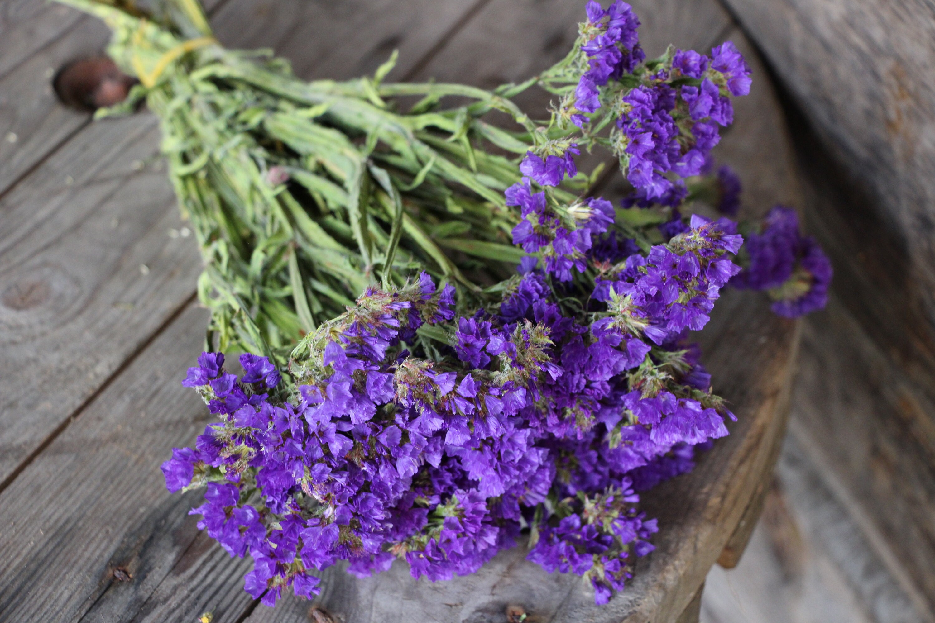 Dried purple statice flowers limonium 10 stems flowers Etsy