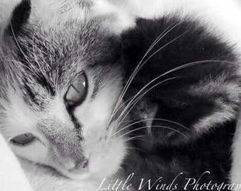 Cat Photo Momma Snuggles Kitten Black and White Photography Sleeping Baby B&W Art for the Nursery Home Vet Office Wall Hanging