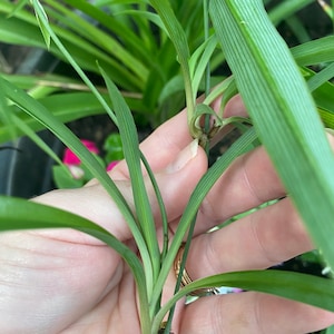 Hawaiian Green Spider Plant Air Purifying plant Bare Root 3 starts