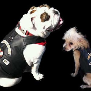 Äkta läder Sons of Bitches hundbikervästjacka