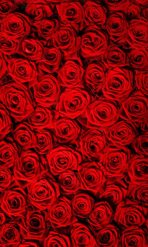 Red roses sale background