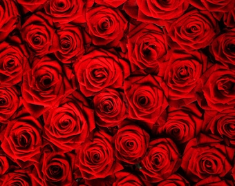 Red Roses Photo Backdrop