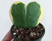 Hoya Kerrii Variegata- Variegated 39 Sweetheart 39 Hoya- 39 Lucky Heart 39 Hoya- Albomarginata Hoya- Single Leaf 3 quot