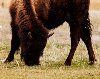 Bison Grazing