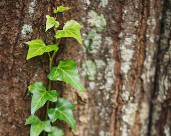 Ivy