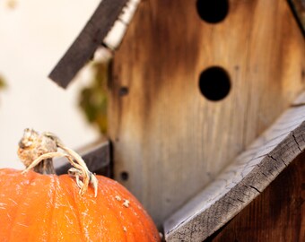 Fall for the Birds