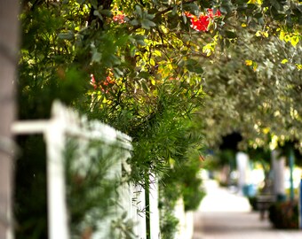 Flowers on a Sunday Stroll