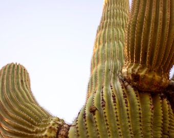 Saguaro