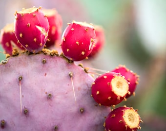 Purple Prickly Pear