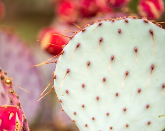 Colorful Prickly Pear Cactus