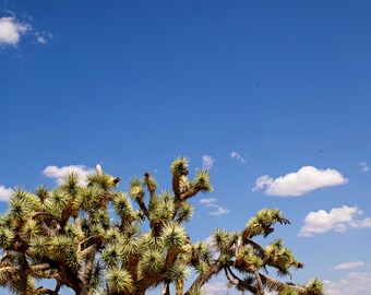 Joshua Tree