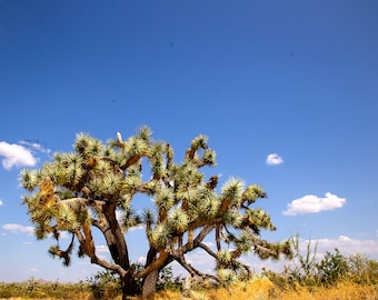 Joshua Tree
