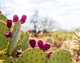 Prickly Pear Desert Beauty
