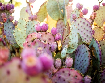 Prickly Pear at Sunset