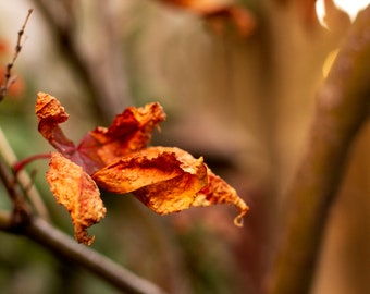 Fall Leaf