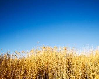Wheat and a Bluebird Sky