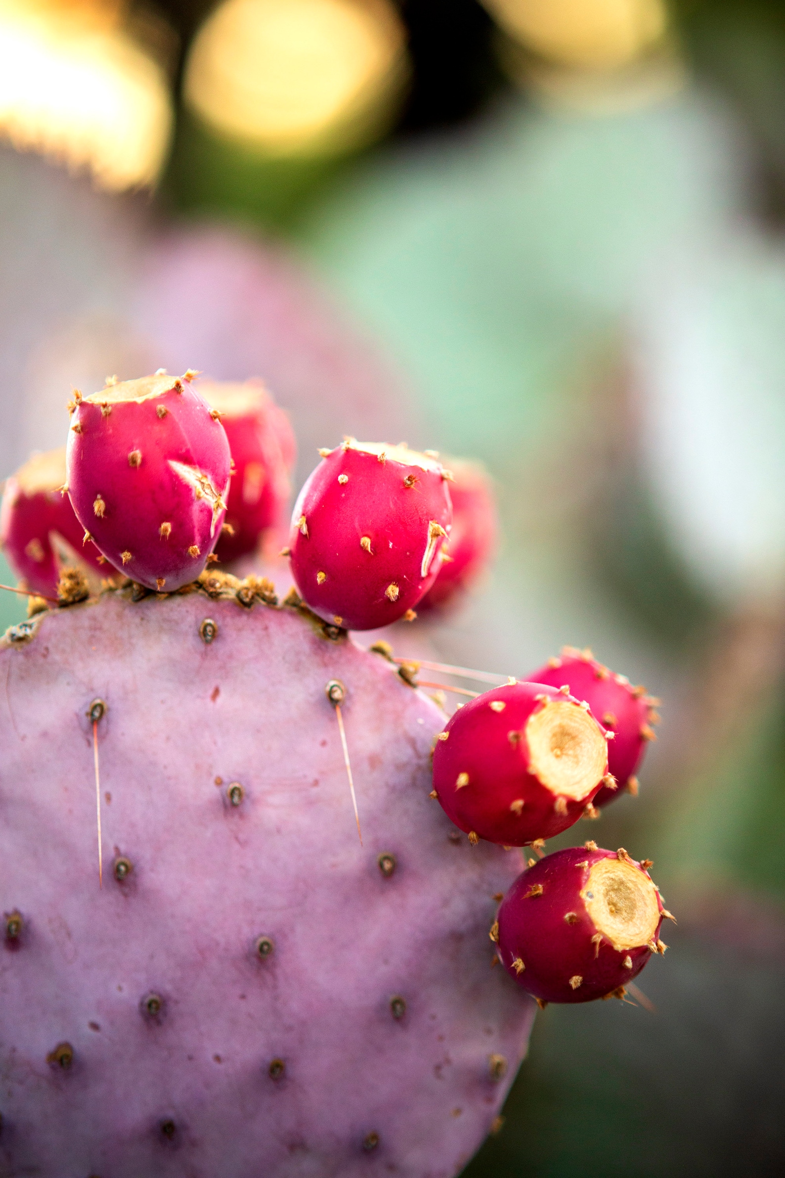 Purple Prickly Pear - Etsy