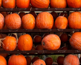 October Pumpkins