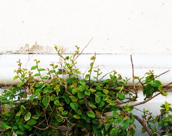 Climbing Greens