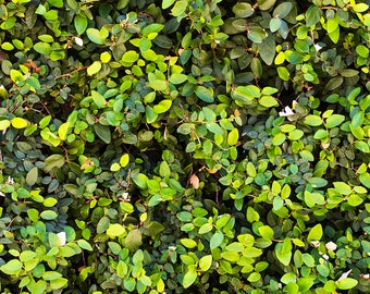More Green Leaves