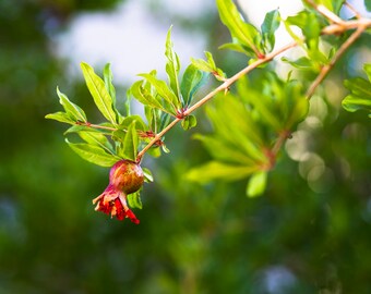 Pomegranate Bud