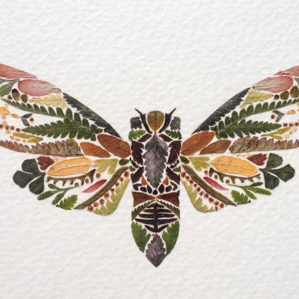 Original Artwork - Cicada Number One of Seven - Pressed Fern Herbarium Insect Illustration - On 5'x7" Paper