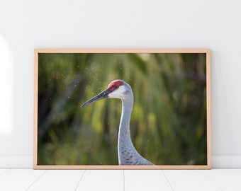 Sandhill Crane Photography, Animal Print Wall Decor, Wildlife Wall Print, Bird Digital Download #011