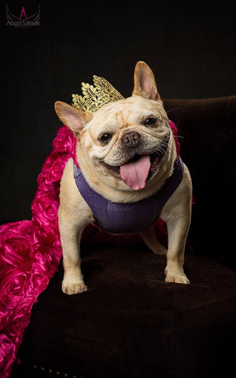 Regal Pet Birthday Crown Gold Lace Crown for Dogs and Cats Etsy