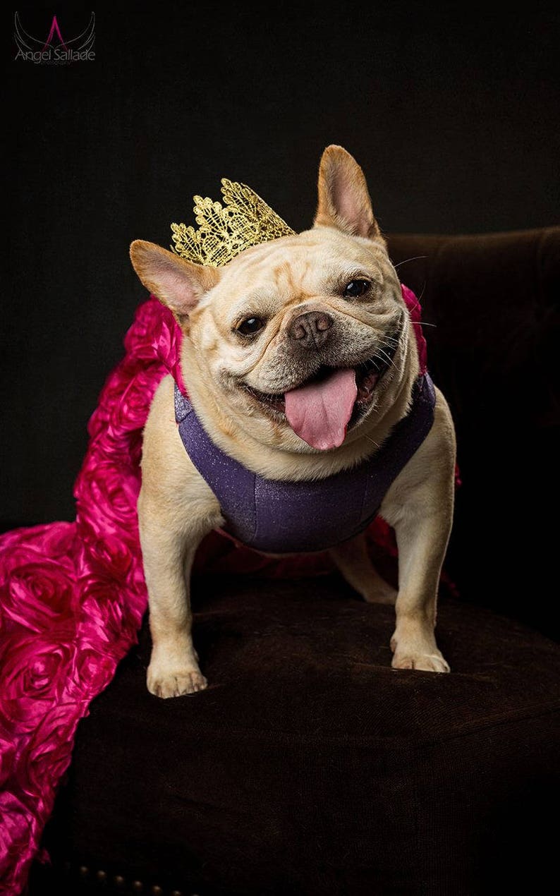 Pet Birthday Crown Gold Lace Crown for Dogs and Cats Lola Etsy