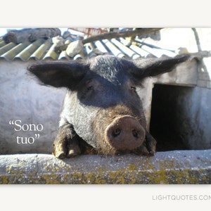 Download istantaneo "Sono Tuo" (I'm Yours). Stampa carta 5x7" o piccola arte murale di un adorabile maiale in Italia, desideroso di amore! Carta fai-da-te.
