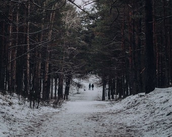 Winter forest walk - Fine Art Photography, 8x10 print, winter photography, snow photography, nature photo, wall decor, forest, woodland