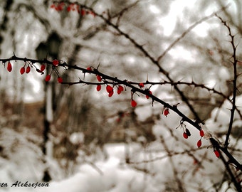 Winter photography  - Fine Art Photography - 8x12 print - winter photo print, snow photography, nature photography, winter berries photo