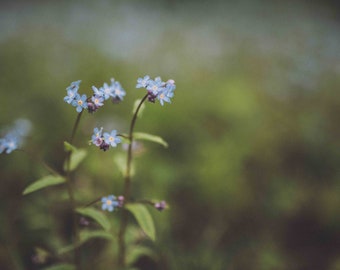 Forget me not - Fine Art Photography, Digital download, instant download, forget-me-not, blue, flower photography, wall art, nature decor