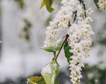 Snow in May - Fine Art Photography - 8x12 print - winter photo print, snow photography, nature photography, flower photography print, 8x10