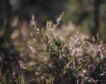 Heather - Fine Art Photography, Digital download, instant download, Calluna, autumn, flower photography, wall art, nature decor, forestt