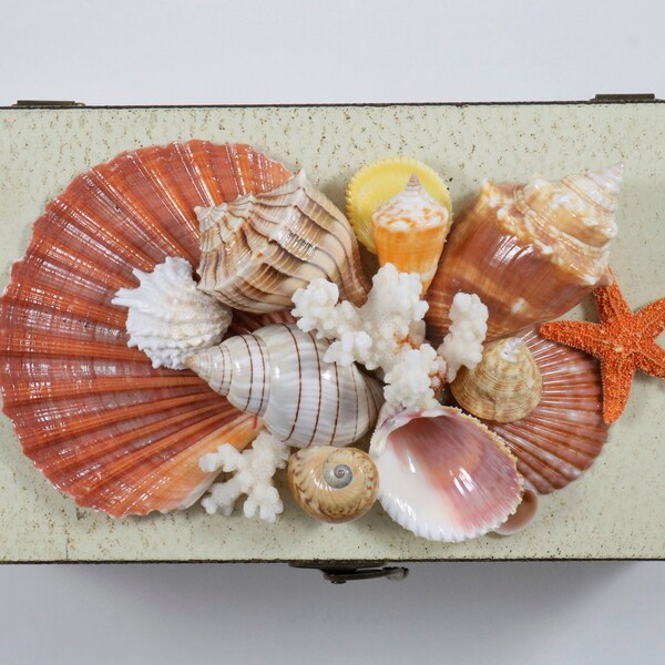 Seashell Jewelry Box Etsy