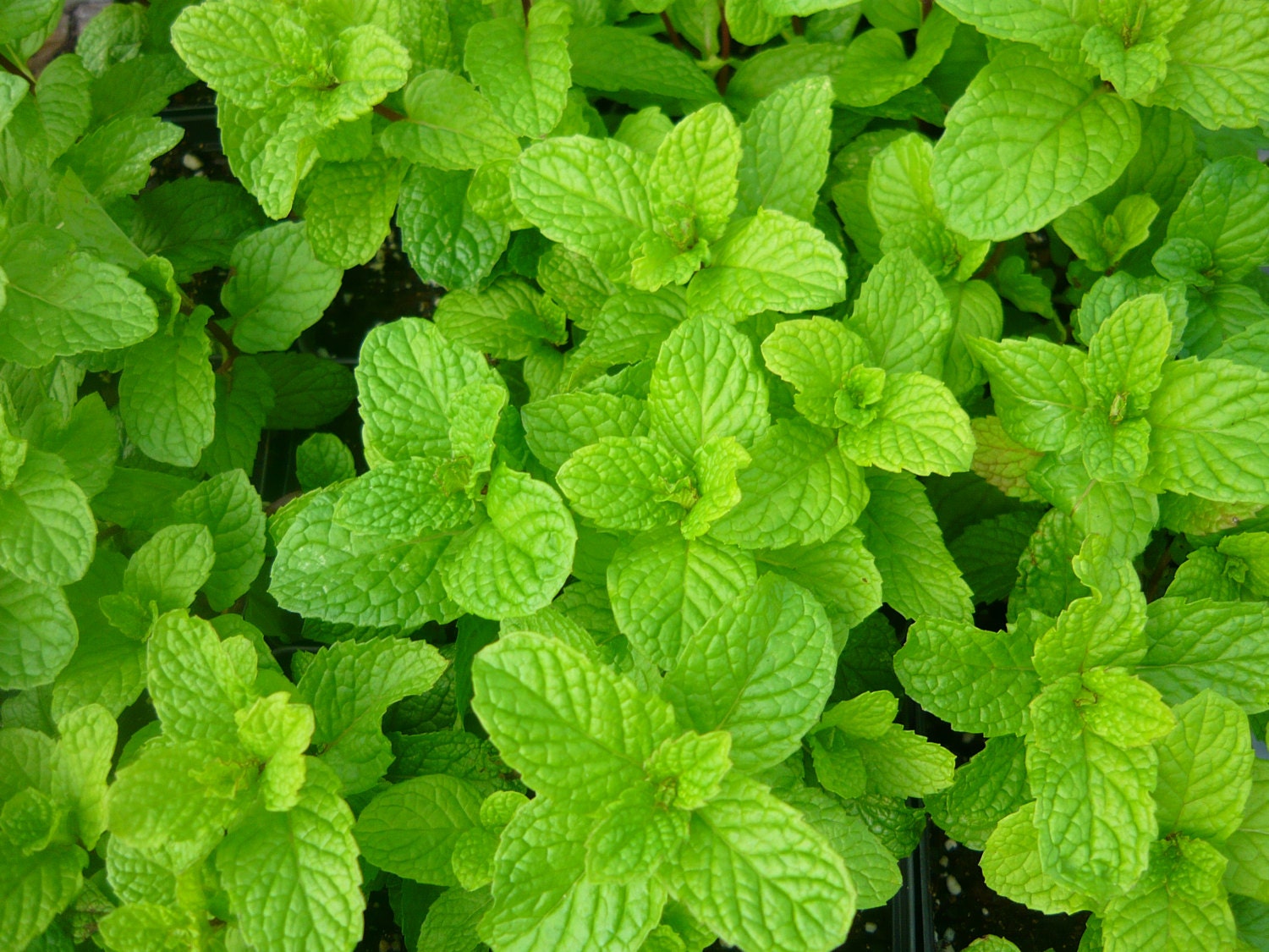 Mojito Mint live herb plant. Make famous Cuban Mojito Etsy