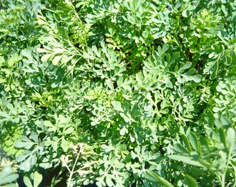 Rue Live herb plant (Ruta Graveolens)