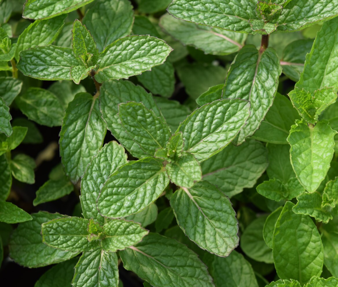 Mojito Mint live herb plant. Make famous Cuban Mojito Etsy