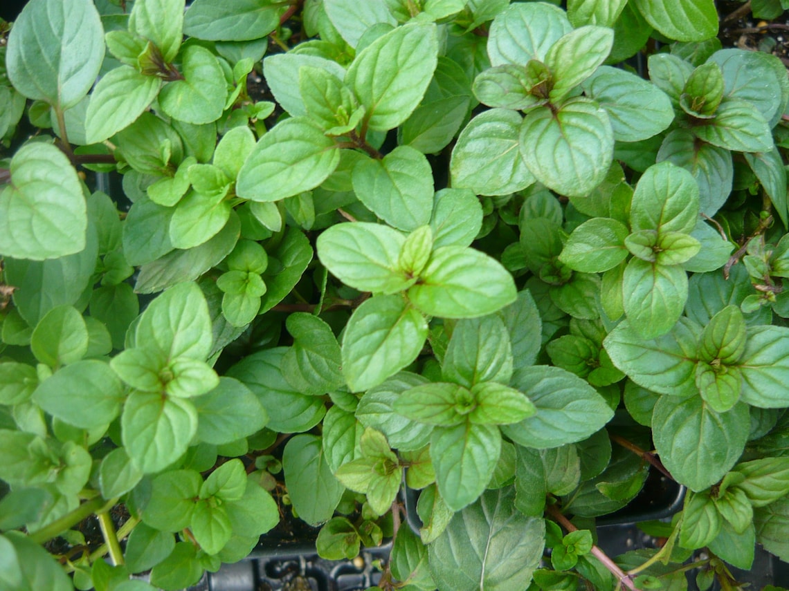 Chocolate Mint live herb plant Easy to grow. Good culinary and Etsy