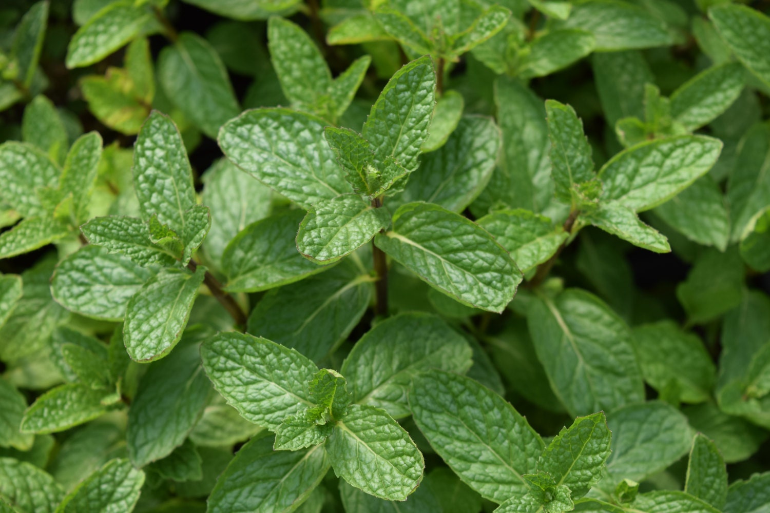 Mojito Mint live herb plant. Make famous Cuban Mojito | Etsy